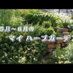 5~6月のマイハーブガーデン♪　～ハーブの香る庭④(2020年5月~6月の庭）【ハーブ】【ガーデニンング】
