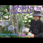 【ガーデンルーティン】庭の手入れ７月☔前編🌱Caring for Plants!!Garden Routine July🌟