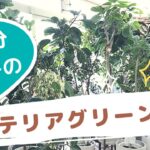 【観葉植物】初心者にもおすすめなおしゃれインテリアグリーン探し（都内最大級のお店）