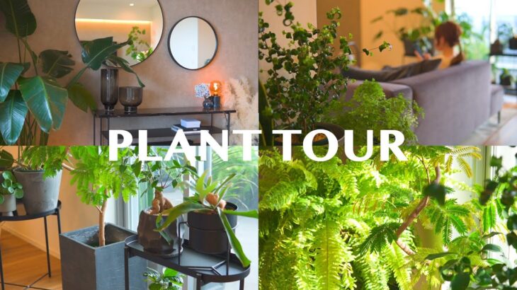 【PLANT TOUR】部屋がオシャレになる観葉植物インテリア27種類のご紹介| 観葉植物のある暮らし | インテリアグリーン | plant collection