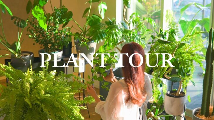 【PLANT TOUR】初心者におすすめの観葉植物インテリア10選 | 観葉植物のある暮らし | インテリアグリーン