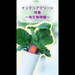 【インテリアグリーン特集〜地生植物〜】#インテリアグリーン#グリーン#グリーンプラント#観葉植物#観葉植物のある暮らし#地生植物#インテリアコーディネート#ボタニカルインテリア#インテリア植物