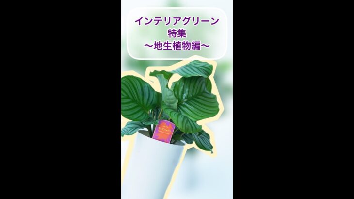 【インテリアグリーン特集〜地生植物〜】#インテリアグリーン#グリーン#グリーンプラント#観葉植物#観葉植物のある暮らし#地生植物#インテリアコーディネート#ボタニカルインテリア#インテリア植物