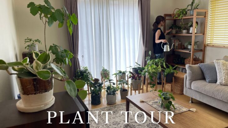 【観葉植物】植物・プランターで部屋をおしゃれに｜インテリアグリーン｜plant tour