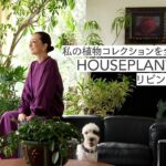 #37 私の植物コレクションを全部ご紹介! HOUSEPLANT TOUR 〜リビングルーム編〜