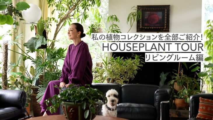 #37 私の植物コレクションを全部ご紹介! HOUSEPLANT TOUR 〜リビングルーム編〜