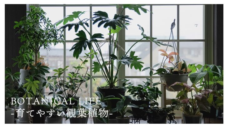 【観葉植物】インテリアグリーンにもおすすめ！初心者向け観葉植物