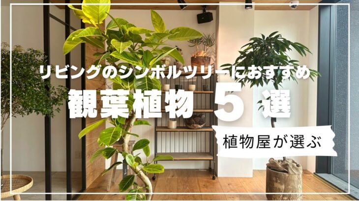 植物屋店員が紹介する【リビングにおすすめ!インテリアに合う観葉植物5選】