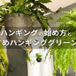 【意外と簡単】観葉植物を吊って楽しむ！ハンギングの始め方とおすすめハンギンググリーン10選