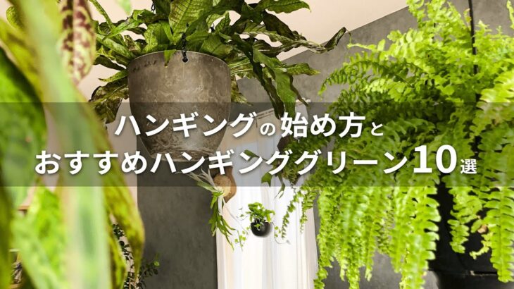 【意外と簡単】観葉植物を吊って楽しむ！ハンギングの始め方とおすすめハンギンググリーン10選