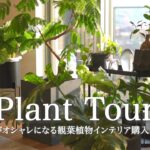 【PLANT TOUR】部屋がオシャレになる観葉植物インテリア購入品５点のご紹介 |  観葉植物のある暮らし | インテリアグリーン