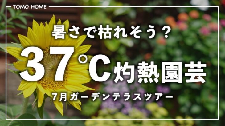 【7月ガーデンテラススアー】37℃で枯れた？元気？テラスの花全部紹介【暑さに強い花】