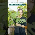 スタッフのおすすめ_vol3  #観葉植物のある暮らし #インテリアグリーン