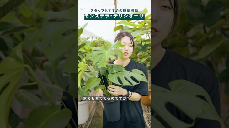 スタッフのおすすめ_vol3  #観葉植物のある暮らし #インテリアグリーン