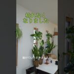 観葉植物が枯れる家をリフォーム #家づくり #風水 #ルームツアー