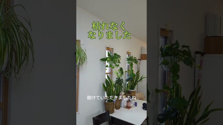 観葉植物が枯れる家をリフォーム #家づくり #風水 #ルームツアー