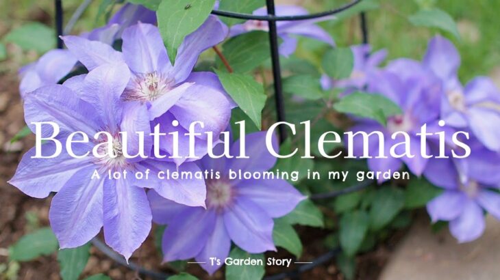 《全部おすすめしたい＊我が家のクレマチス16品種》今が植えどき❀クレマチス特集《T’s Gardenのガーデニング》