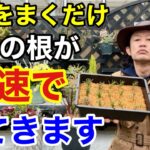 手っ取り早く植物を成長させられる肥料教えます　　　　　　　　　　【カーメン君】【園芸】【さし芽】【種まき】