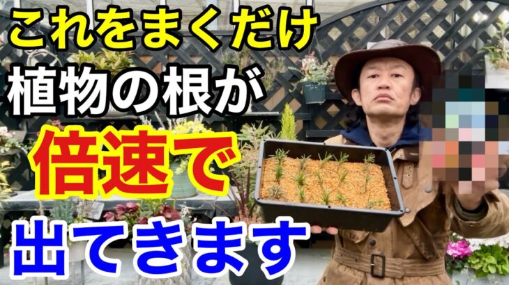 手っ取り早く植物を成長させられる肥料教えます　　　　　　　　　　【カーメン君】【園芸】【さし芽】【種まき】