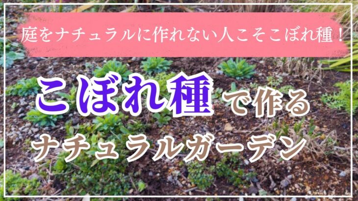 《誰でも簡単！ナチュラルガーデン》こぼれ種メリット・デメリット注意点／こぼれ種見つける・見分けるコツ／２月下旬こぼれ種チェック