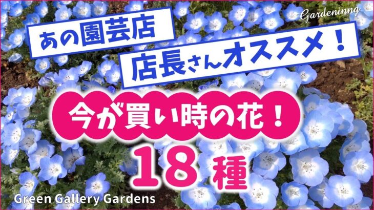 【ガーデニング】園芸店の店長さんがオススメした今が旬！買い時の花18種の紹介！Gardeninng ・グリーンギャラリーガーデンズ・代々木公園・あしかがフラワーパーク・PWガーデン・中之条ガーデンズ