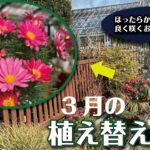 【忙しい方向け】手間のかからない3月のオススメ草花で花壇の植え替え
