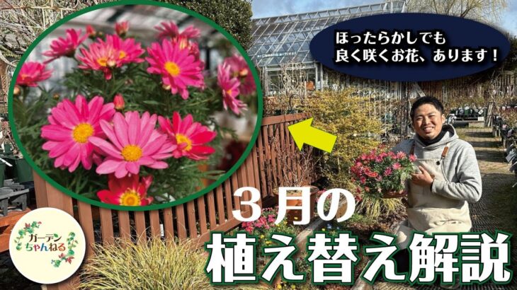 【忙しい方向け】手間のかからない3月のオススメ草花で花壇の植え替え