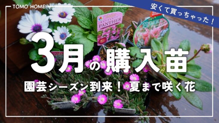 【今オススメ！】3月の購入苗を紹介・夏までのつなぎの花【春植え球根】