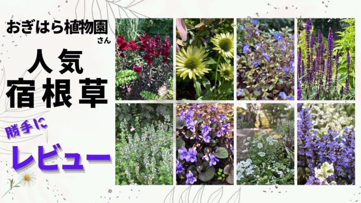 《ほんとのとこどうなの？人気宿根草10品種の現実／植えっぱなしＯＫ？》口コミ件数多い順に１～10位までを勝手にレビュー／暖地では夏越し難しい品種／こぼれ種／短命宿根草