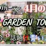 【ガーデニング】【ガーデンツアー】手づくりガーデン4月のmy garden tour  今、話題の青い花