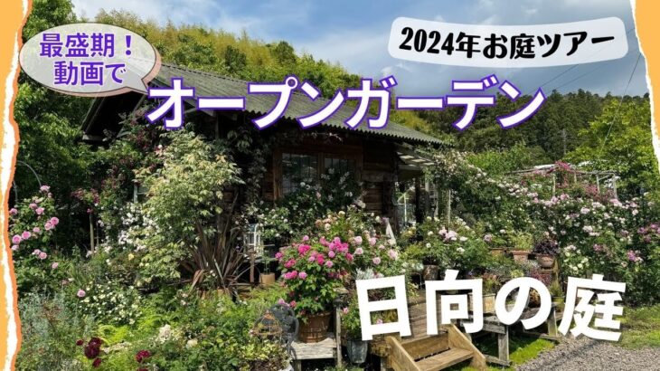 《最盛期！動画でオープンガーデン》2024年ねこひげガーデン日向全体お庭ツアー／バラ、クレマチス、植えっぱなし宿根草／ボーダーガーデン／メドウガーデン／鉢バラ・クレマチス