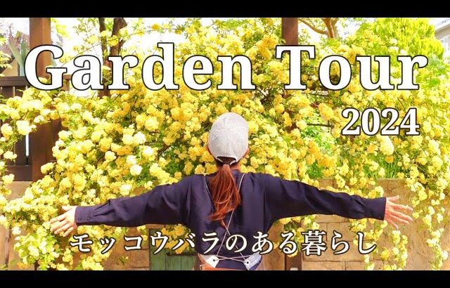 【ガーデンツアー2024】満開のモッコウバラを楽しむ春の庭｜剪定から誘引までお手入れ方法