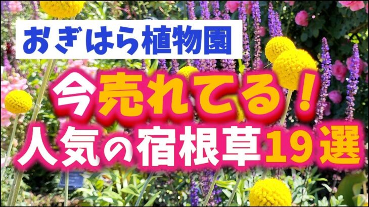 【ガーデニング】おぎはら植物園！5月の今本当に売れてる人気の宿根草19選を紹介！Gardeninng ・あしかがフラワーパーク・代々木公園・中之条ガーデンズ・服部ファームガーデン・花菜ガーデン