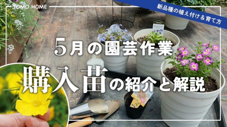 【PWでも暑さに弱い！？】5月の購入苗を解説しながら植え付け【園芸作業動画】