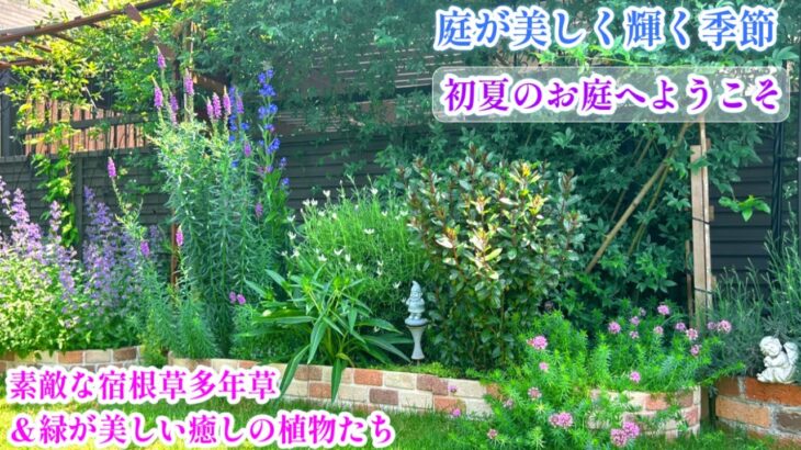 【初夏のガーデンツアー＊素敵な植物たちのご紹介】【バラ＆宿根草＆リーフが煌めく季節】ガーデニング