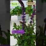 【植えっぱなし⁉︎】本当にオススメしたい宿根草をご紹介します♪