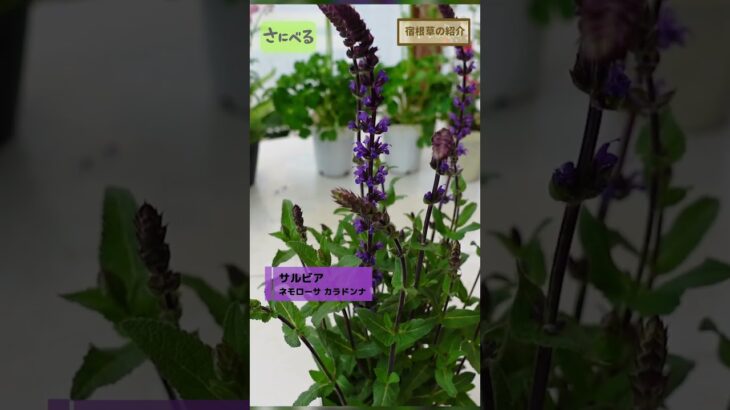 【植えっぱなし⁉︎】本当にオススメしたい宿根草をご紹介します♪