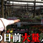 【入荷情報】母の日目前、春の植物大量入荷【カーメン君】【園芸】【ガーデニング】