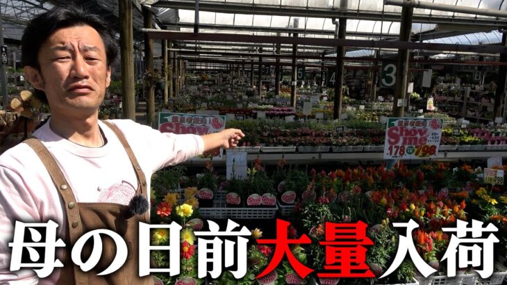 【入荷情報】母の日目前、春の植物大量入荷【カーメン君】【園芸】【ガーデニング】