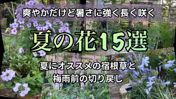 【暑さに強い/夏の宿根草】植えっぱなしで長く楽しめる宿根草15品種#PWアンバサダー　#pw  #ガーデリンク