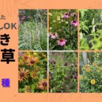 《植えっぱなしＯＫ！夏咲き宿根草保存版／宿根草35種》植えっぱなし年数記載／2023年の猛暑・干ばつを耐え抜いた品種のみご紹介／35種50品種以上／科別2024年ver.