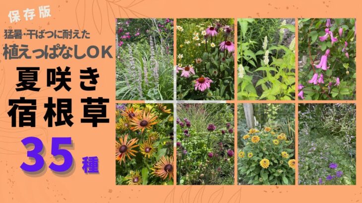 《植えっぱなしＯＫ！夏咲き宿根草保存版／宿根草35種》植えっぱなし年数記載／2023年の猛暑・干ばつを耐え抜いた品種のみご紹介／35種50品種以上／科別2024年ver.