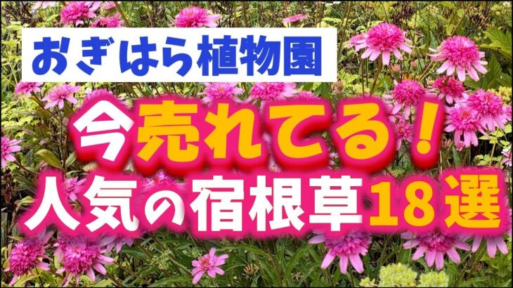 【ガーデニング】おぎはら植物園！6月の今本当に売れてる人気の宿根草18選を紹介！Gardeninng ・あしかがフラワーパーク・代々木公園・中之条ガーデンズ・服部ファームガーデン・花菜ガーデン