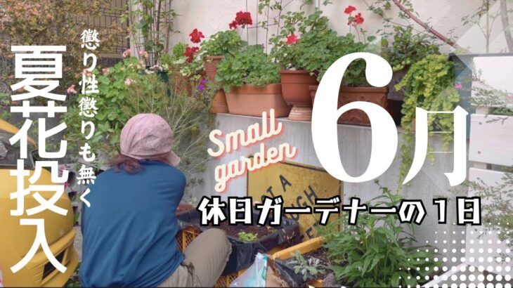 【小さな庭】休日ガーデニング♪夏花植え付け、気ままに作業　#ガーデニング #gardening  #園芸　日