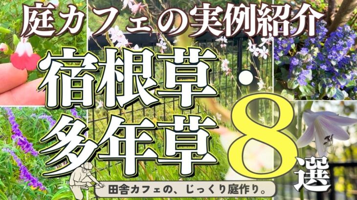 【コスパ最強・ローメンテ】年々愛着が湧く宿根草・多年草のご紹介！