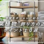 【観葉植物】部屋がオシャレになる飾り方｜ポイント１０選｜床置き・卓上・ハンギング