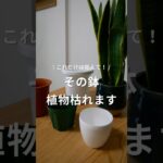 【観葉植物の鉢のこと】 #植物 #観葉植物 #観葉植物のある暮らし #観葉植物育て方 #観葉植物育て方 #インテリアグリーン #鉢 #鉢底穴 #選び方