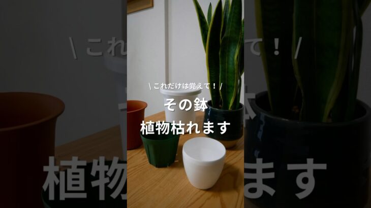 【観葉植物の鉢のこと】 #植物 #観葉植物 #観葉植物のある暮らし #観葉植物育て方 #観葉植物育て方 #インテリアグリーン #鉢 #鉢底穴 #選び方
