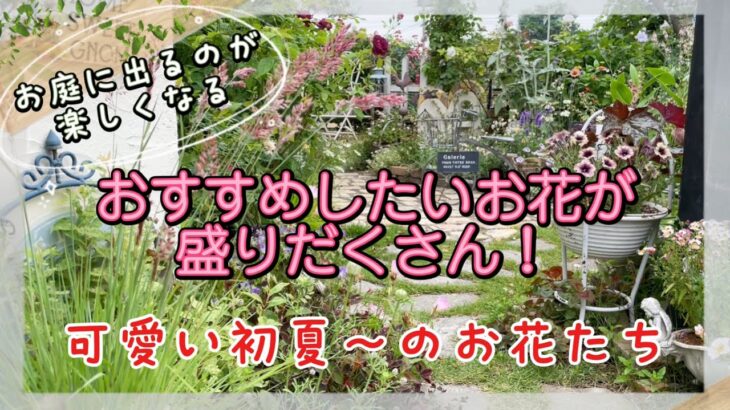 【ガーデニング】【おすすめのお花】おすすめしたいお花が盛りだくさん！可愛い初夏〜のお花🌸ローズガーデン・カネコさんでオシャレなお花購入／アジサイの開花