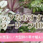 【ガーデニング＊シックなカラーリーフ10選】全部おすすめしたいくらい！おしゃれで素敵！リーフの寄せ植えにも挑戦/gardening/colorleaf